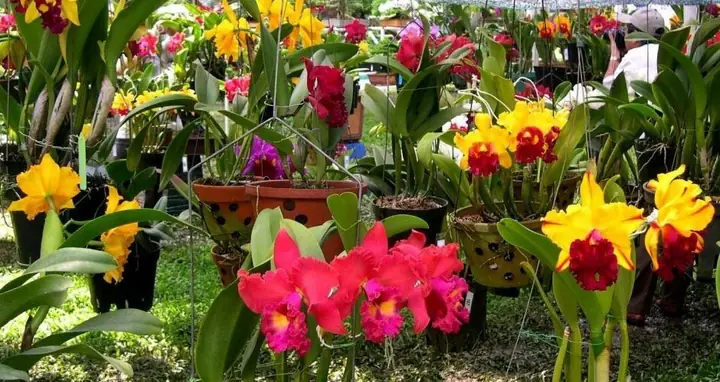 Vườn Hoa Nhiệt Đới Mộc Châu